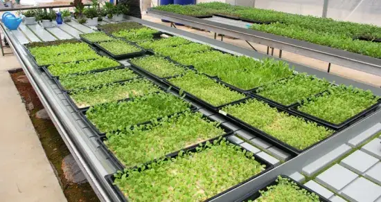 Nhà vườn ươm Greenhouse cung cấp khay ươm thủy canh chất lượng cho việc trồng rau củ hình ảnh 1-description