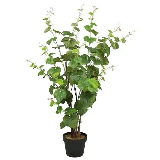 Cây Bonsai Nho Tự Nhiên Được Trồng Trên Mảnh Đất Chất Lượng Cao hình ảnh 1-description