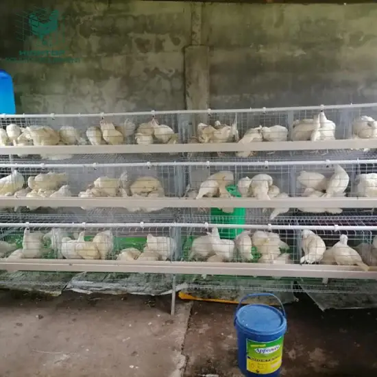 Kẽm nhúng nóng mạ kẽm loại D Philippines cho chuồng gà tầng 48 đầu - 275G Phổ biến hình ảnh 1-description