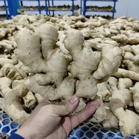 Kem chân chứa gừng tự nhiên giúp cải thiện sự thoải mái, tăng cường tuần hoàn máu và giảm đau cơ hình ảnh 1-description