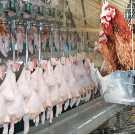 Sản phẩm máy móc tự động vặt lông vịt gà, giết mổ gia cầm: đề xuất từ nhà cung cấp uy tín hình ảnh 1-description