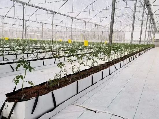 Giải pháp trồng rau và quả tiết kiệm với nhà kính nhựa và hệ thống thủy canh hình ảnh 1-description