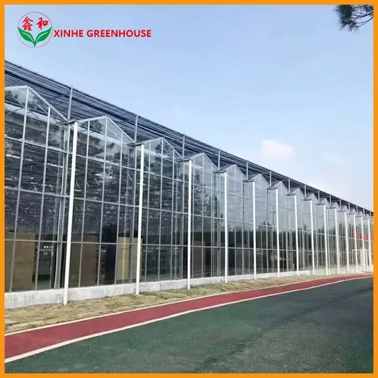Thủy canh nhà kính: Cà chua, xà lách, cà tím, dâu tây - Môi trường nuôi trồng sạch hình ảnh 1-description